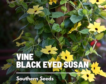 Black-Eyed Susan, VINE mix - 50 Seeds - Heirloom Flower - Colorful Climbing Vines (Thunbergia alata)
