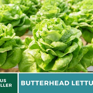 May include: A cluster of vibrant green butterhead lettuce heads growing in a hydroponic system. The leaves are soft, rounded, and tightly packed in the center. A dark green banner at the bottom displays the white text US SELLER and BUTTERHEAD LETTUCE.