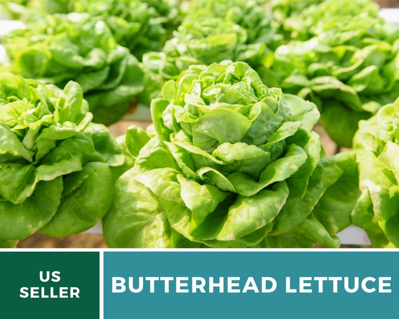May include: A cluster of vibrant green butterhead lettuce heads growing in a hydroponic system. The leaves are soft, rounded, and tightly packed in the center. A dark green banner at the bottom displays the white text US SELLER and BUTTERHEAD LETTUCE.