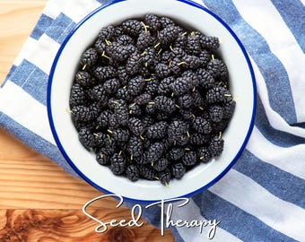 May include: A white enamel bowl with a blue rim filled with dark purple mulberries, each featuring a small light green stem. The text Seed Therapy is written in a white cursive font at the bottom of the image, centered below the bowl.