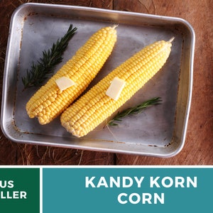 May include: Two ears of yellow corn on the cob, with a pat of butter on each, in a silver baking pan.  The corn is surrounded by sprigs of rosemary.