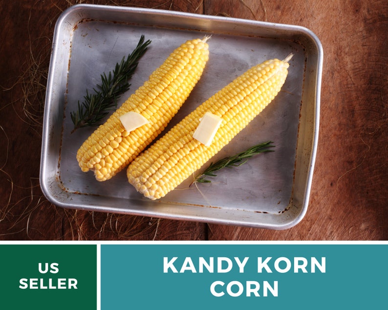May include: Two ears of yellow corn on the cob, with a pat of butter on each, in a silver baking pan.  The corn is surrounded by sprigs of rosemary.