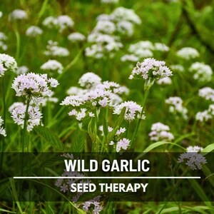 May include: A field of wild garlic flowers with small, white and light purple blossoms. The green foliage provides a lush backdrop. Text at the bottom reads "WILD GARLIC SEED THERAPY".