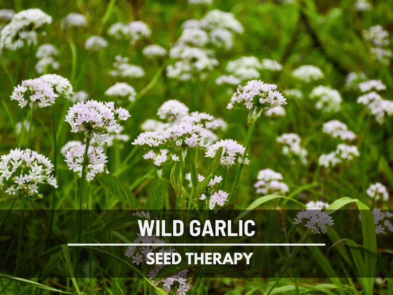May include: A field of wild garlic flowers with small, white and light purple blossoms. The green foliage provides a lush backdrop. Text at the bottom reads "WILD GARLIC SEED THERAPY".