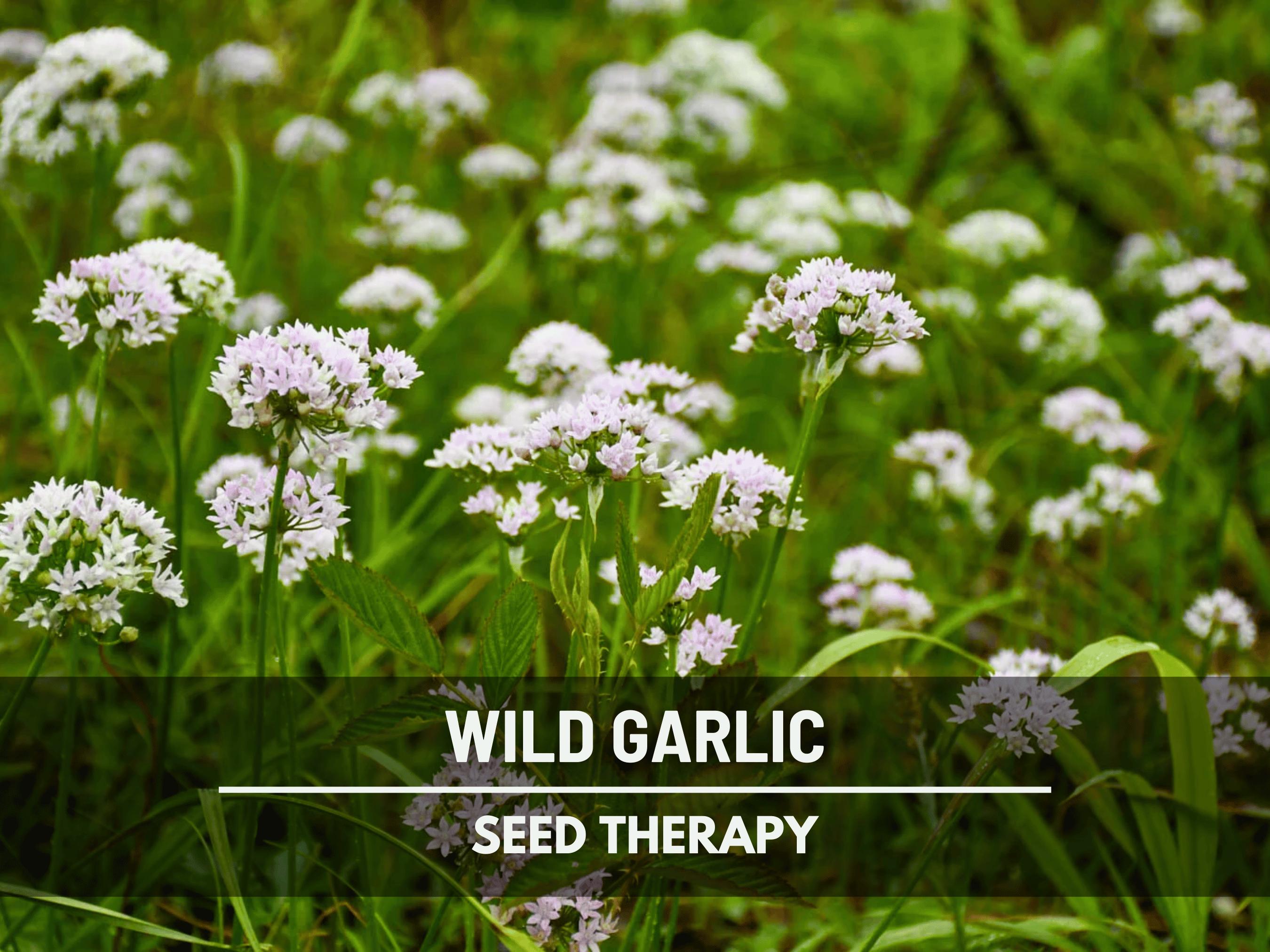 Wild Garlic Seeds  Heirloom Vegetable, Bold Wild Flavor, Non-gmo,  Perennial Plant, Culinary & Garden Favorite | 25 Seeds - Etsy