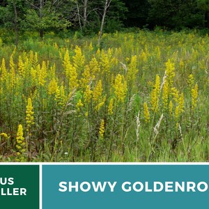 May include: A field of tall, bright yellow Showy Goldenrod flowers. The flowers are in full bloom and are growing in a field of green grass. The text "SHOWY GOLDENROD" is displayed at the bottom of the image.