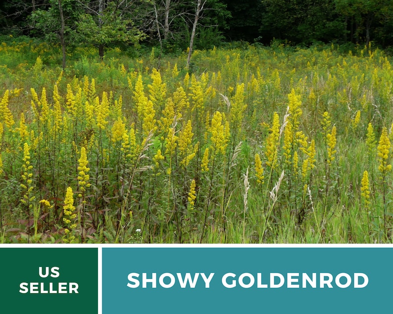May include: A field of tall, bright yellow Showy Goldenrod flowers. The flowers are in full bloom and are growing in a field of green grass. The text "SHOWY GOLDENROD" is displayed at the bottom of the image.