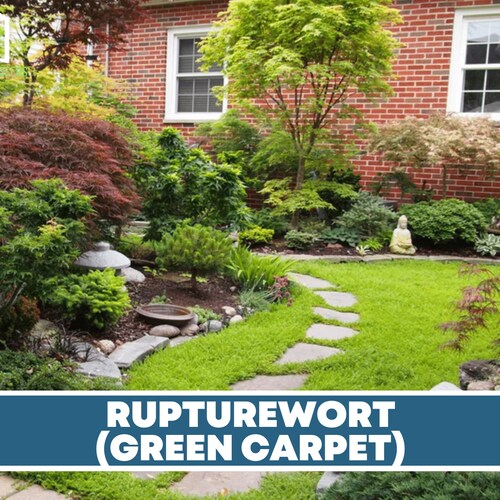 Rupturewort green Carpet 100 Seeds Medicinal Edible Etsy