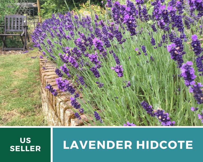 Lavender, Hidcote 50 Seeds Heirloom Flower Culinary & Medicinal Herb Lavandula angustifolia image 9