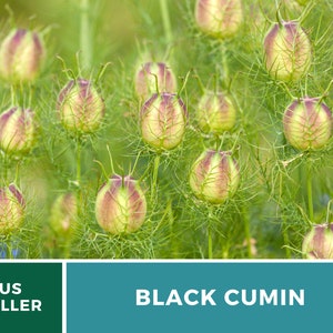 May include: Close-up of black cumin seed pods, also known as nigella seeds, growing in a garden. The pods are green with a reddish-purple hue and have a spiky texture. The background is a blur of green foliage.