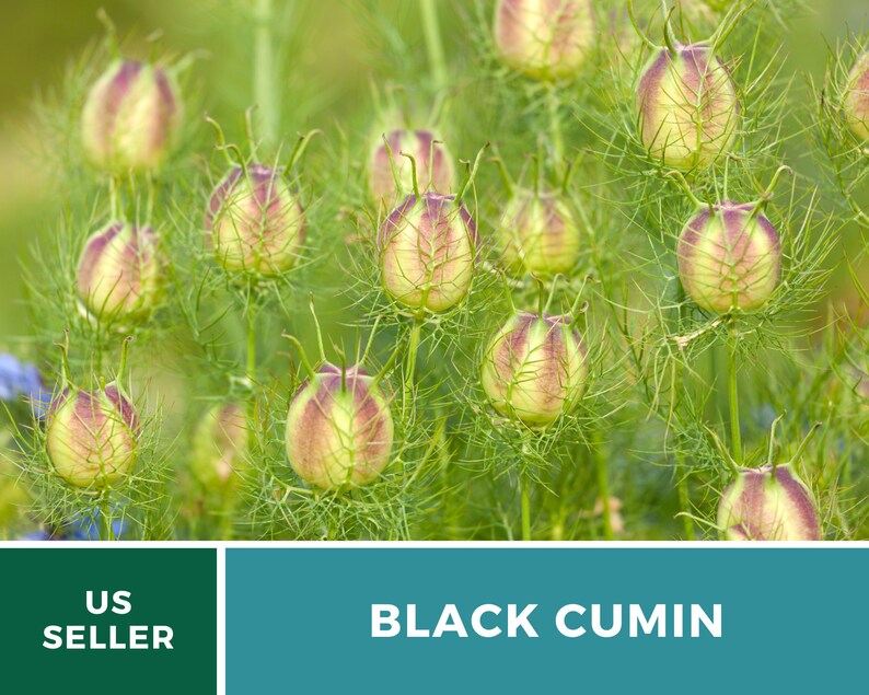 May include: Close-up of black cumin seed pods, also known as nigella seeds, growing in a garden. The pods are green with a reddish-purple hue and have a spiky texture. The background is a blur of green foliage.