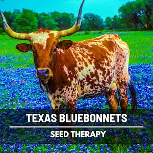 Texas Bluebonnet Lupine Seeds – Heirloom Flower, State Flower of Texas, Hardy Annual and Iconic Wildflower | 50 Seeds
