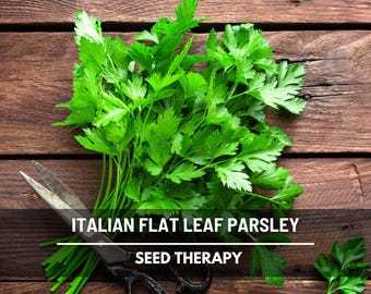 Italian Flat Leaf Parsley Seeds – Heirloom Herb, Culinary Staple (200 Seeds)
