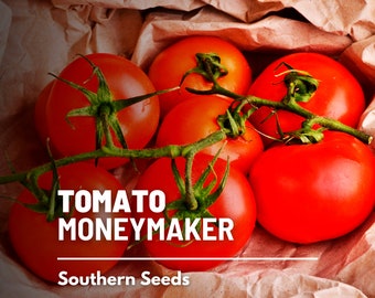 Tomato, Moneymaker seeds - Heirloom Vegetable (Lycopersicon esculentum) - Indeterminate - Medium to Large Red Fruits - Juicy and Flavorful