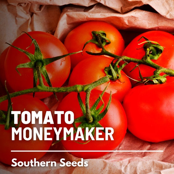 Tomato, Moneymaker seeds - Heirloom Vegetable (Lycopersicon esculentum) - Indeterminate - Medium to Large Red Fruits - Juicy and Flavorful