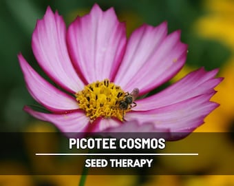Picotee Cosmos Seeds – Heirloom Pink-Edged Flowers (100 Seeds)