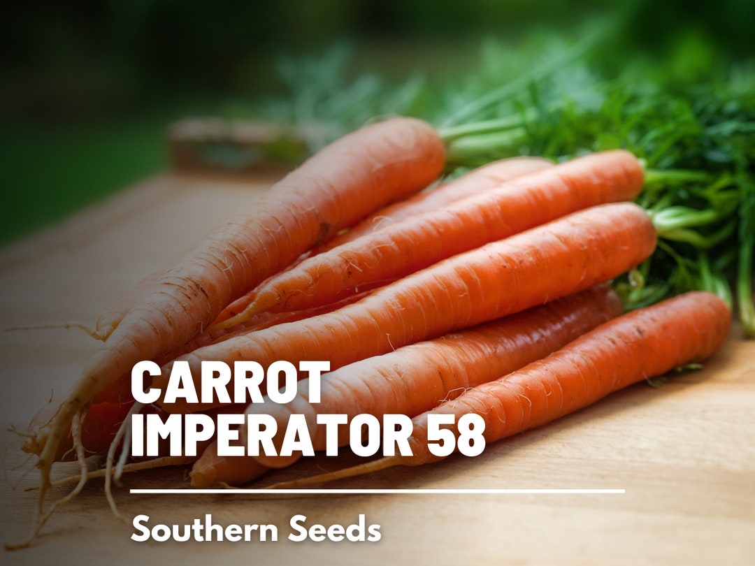 Carrot, Imperator 58 250 Seeds Heirloom Vegetable Open Pollinated Non