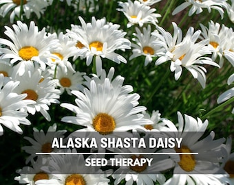 Alaska Shasta Daisy Seeds, Heirloom White Perennial Flower (100 Seeds)