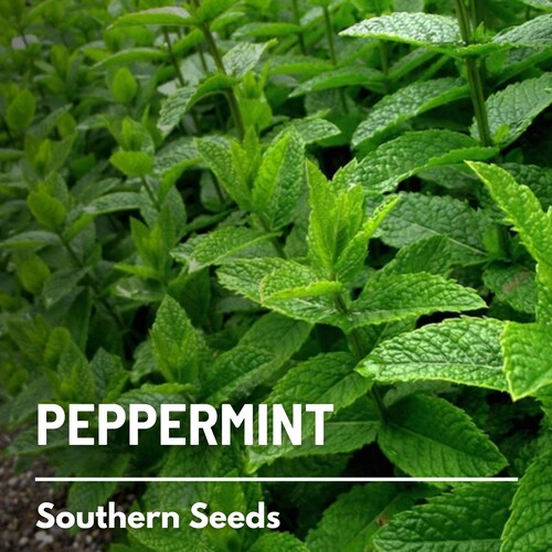 Peppermint - 100 Seeds - Heirloom Herb - Culinary & Medicinal - Non-GMO (Mentha piperita)