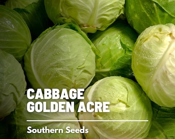 Cabbage, Golden Acre - 200 Seeds - Heirloom Vegetable - Open Pollinated - Non-GMO (Brassica oleracea)
