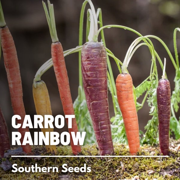 Carrot, Rainbow Blend - 100 Seeds - Heirloom Vegetable - Open Pollinated - Non-GMO (Daucus carota)