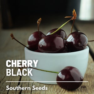 Cherry, Black (Cherry Tree) - 15 Seeds - Heirloom Fruit - Open Pollinated - Non-GMO (Prunus serotina)