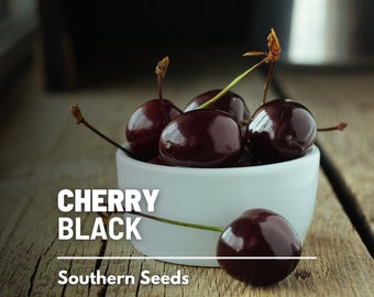 Cherry, Black (Cherry Tree) - 15 Seeds - Heirloom Fruit - Open Pollinated - Non-GMO (Prunus serotina)