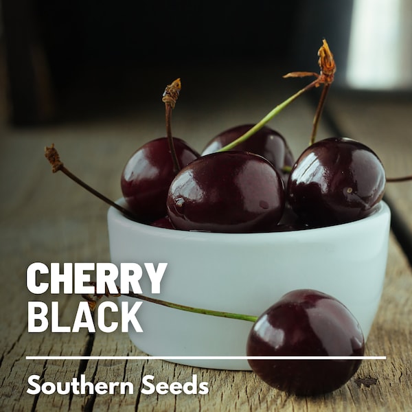 Cherry, Black (Cherry Tree) - 15 Seeds - Heirloom Fruit - Open Pollinated - Non-GMO (Prunus serotina)