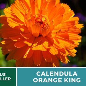 Calendula, Orange King 100 Seeds Heirloom Culinary & Medicinal Flower Non-GMO Calendula officinalis image 5