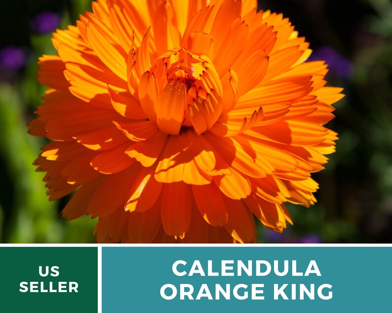 Calendula, Orange King 100 Seeds Heirloom Culinary & Medicinal Flower Non-GMO Calendula officinalis image 5