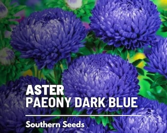 Aster, Paeony Duchess Dark Blue - 50 Seeds - Heirloom Flower - Easy to Grow (Callistephus paeony)