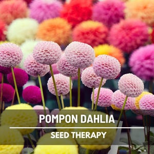 Pompon Mix Dahlia Seeds – Heirloom Flower, Amazingly Unique Blooms & Best Seller, Easy to Grow | 25 Seeds