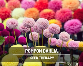 Pompon Mix Dahlia Seeds – Heirloom Flower, Amazingly Unique Blooms & Best Seller, Easy to Grow | 25 Seeds