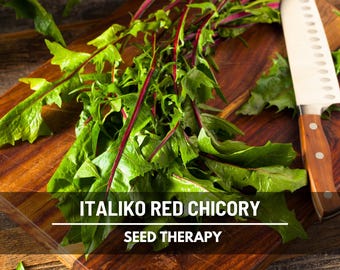 Seed Needs, Chicory/Italian Dandelion Seeds For Planting