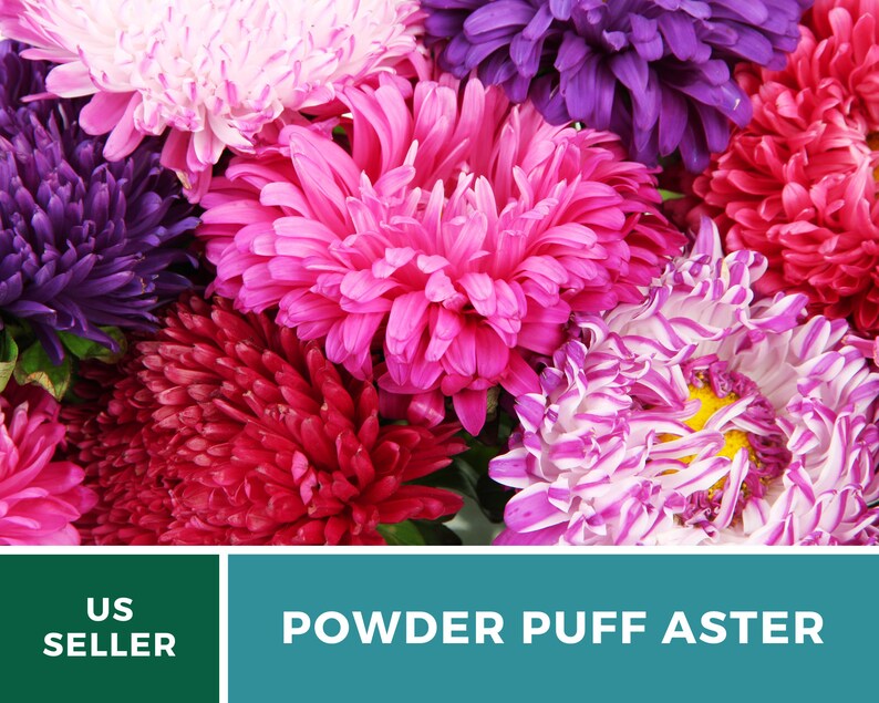 Aster Powder Puff Chinese Heirloom Seeds Nongmo Etsy