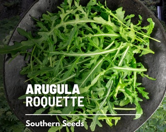 Arugula, Roquette (Rocket) - 200 Seeds - Heirloom Herb - Open Pollinated - Non-GMO (Eruca vesicaria sativa)