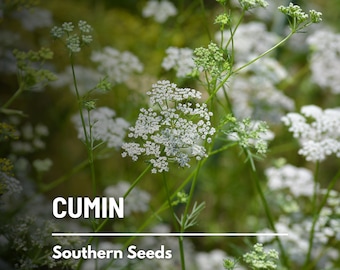 Cumin - 100 Seeds - Heirloom Spice - Culinary & Medicinal Herb (Cuminum cyminum)