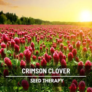 Crimson Clover (Dixie Clover) Seeds – Heirloom Cover Crop, Nitrogen Fixer & Attracts Pollinators, Easy to Grow | 1000 Seeds
