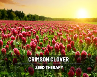 Crimson Clover Seeds – Heirloom, Nitrogen Fixer, Pollinator Attractant (1,000 Seeds)