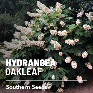 Hydrangea, Oakleaf - 100 Seeds - Heirloom Flower, Stunning Creamy White to Pink Blooms, Landscape Design (Hydrangea quercifolia)