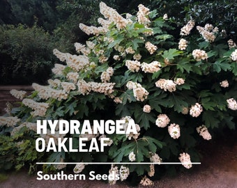 Hydrangea, Oakleaf - 100 Seeds - Heirloom Flower, Stunning Creamy White to Pink Blooms, Landscape Design (Hydrangea quercifolia)