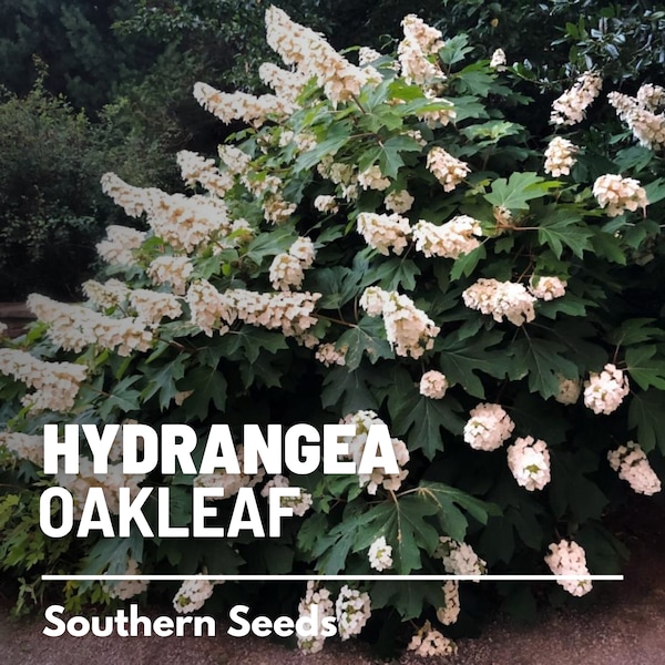 Hydrangea, Oakleaf - 100 Seeds - Heirloom Flower, Stunning Creamy White to Pink Blooms, Landscape Design (Hydrangea quercifolia)