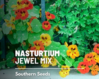 Nasturtium, Jewel Mix - 30 Seeds - Heirloom Flower - Edible Flowers and Peppery Leaves (Tropaeolum majus)