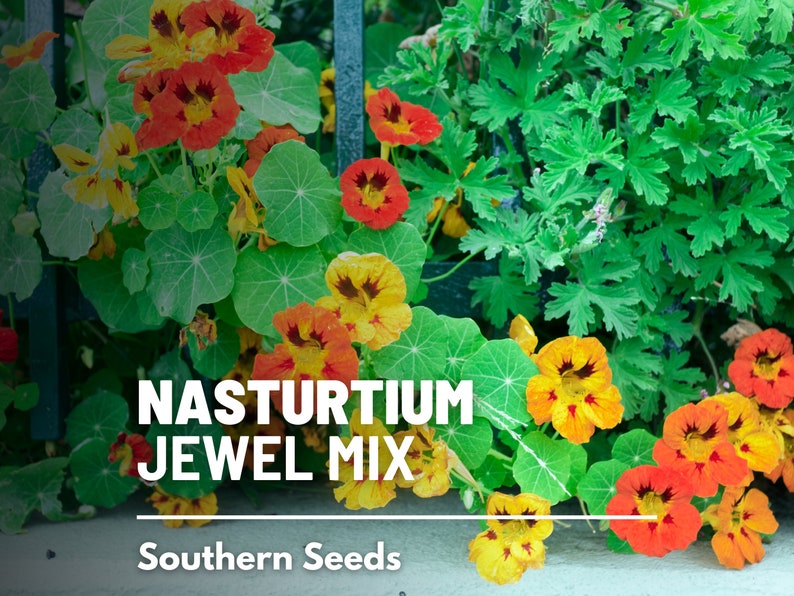 Marigold, English (Calendula officinalis) - 100 Seeds - Southern