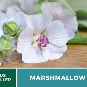 May include: Close-up of a white marshmallow flower with a pink center. The flower is on a wooden surface with green leaves.