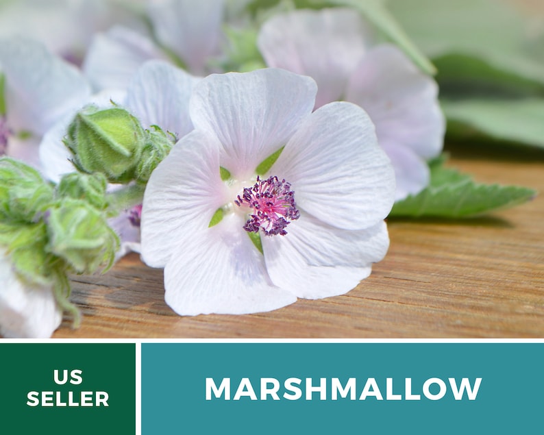 May include: Close-up of a white marshmallow flower with a pink center. The flower is on a wooden surface with green leaves.