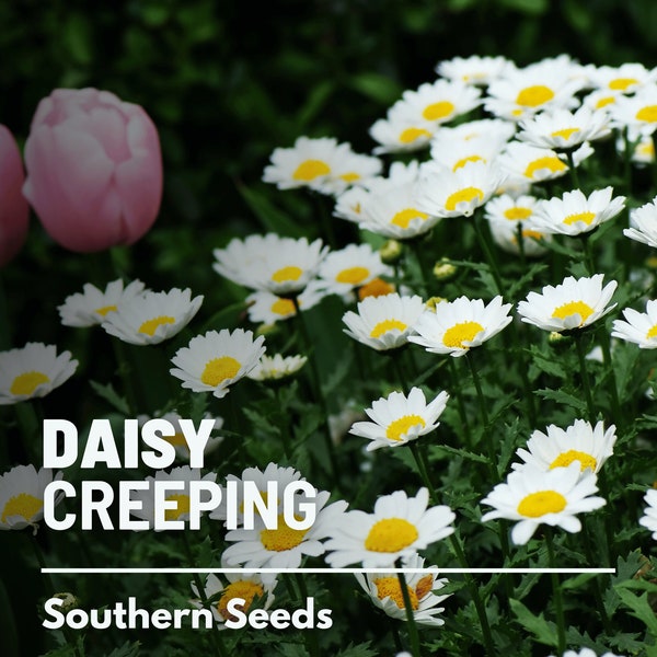 Daisy, Creeping - 100 Seeds - Heirloom Flower - Low Growing Flower (Chrysanthemum paludosum)