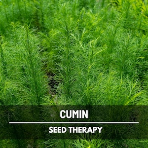 Cumin Seeds – Heirloom Spice, Culinary & Medicinal Herb, Essential for Cooking, Unique Garden Favorite | 100 Seeds