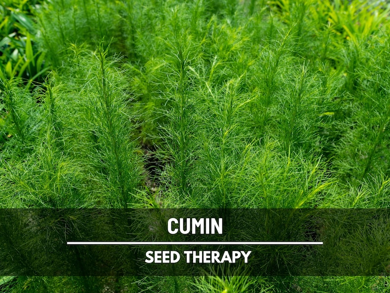 Cumin Seeds – Heirloom Spice, Culinary & Medicinal Herb, Essential for ...
