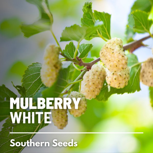 Mulberry, White - 50 Seeds - Heirloom Fruit Tree - Sweet and Juicy White Berries (Morus alba)